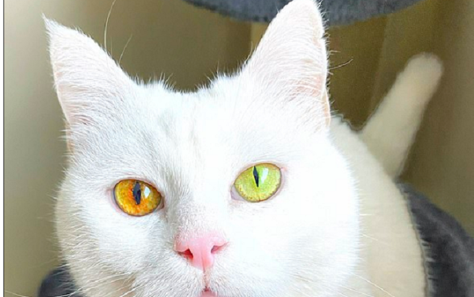 Con mèo có màu mắt thay đổi theo thời tiết