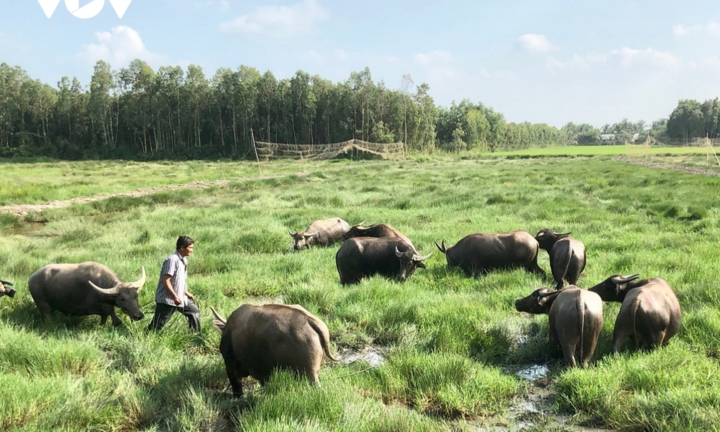 'Vua trâu' miền Tây: Từ nghèo khó, chỉ có 1 con trâu đến cả gia tài đồ sộ