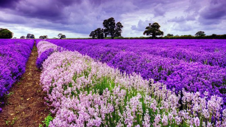 Video: Đẹp ngỡ ngàng cánh đồng hoa mã tiên thảo ở Đà Lạt 