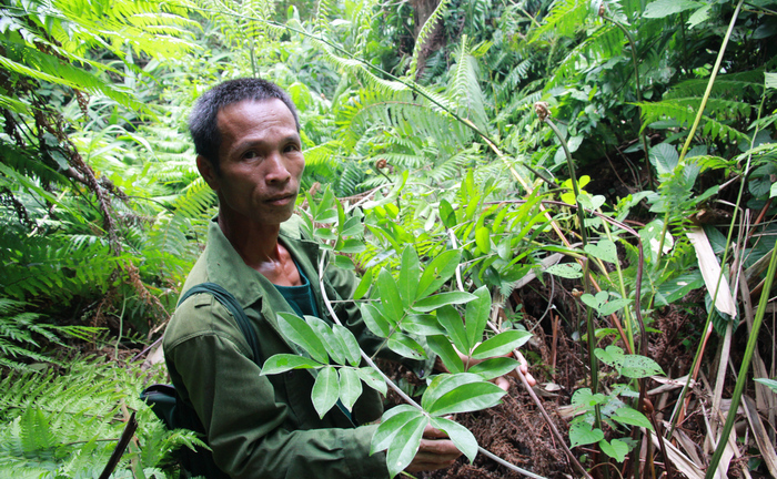 Đi tìm loài sâm tiến vua bị lãng quên ở núi Dành