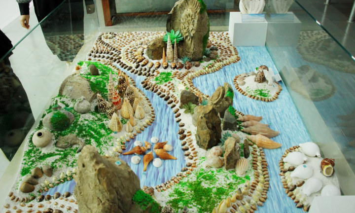 Độc, lạ bộ sưu tập vỏ ốc tại Nhà trưng bày Hoàng Sa