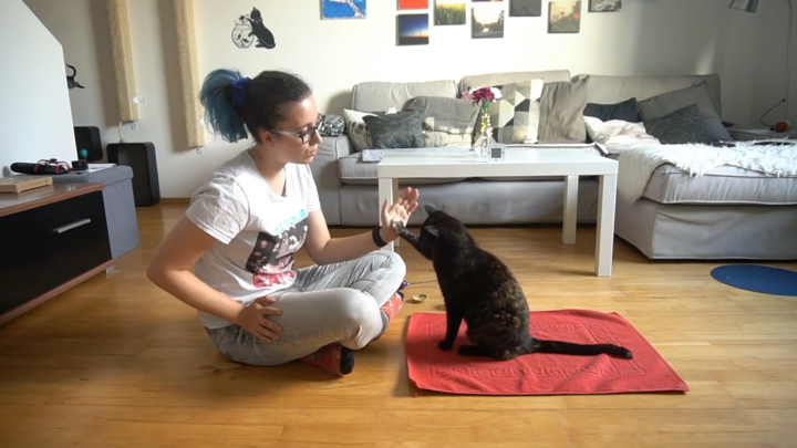 Video: Nữ sinh huấn luyện mèo ở Australia lập kỷ lục Guinness