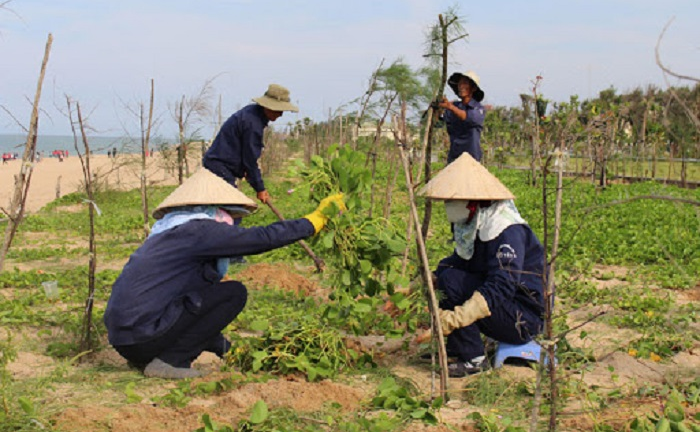 Video: 1000 cây xanh trồng dọc đường ven biển Phú Yên