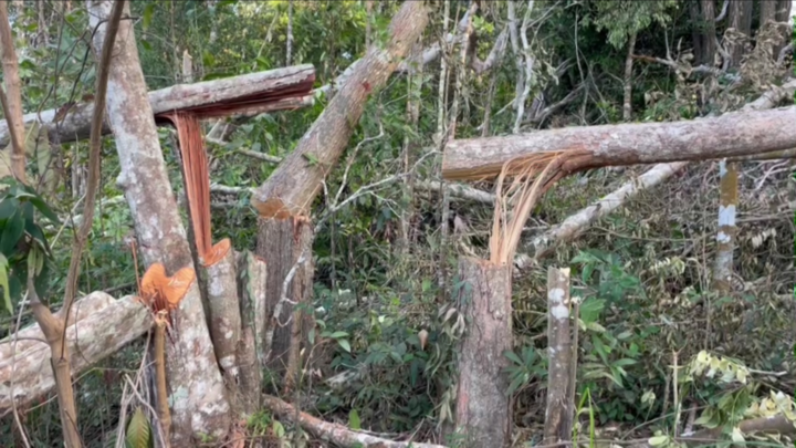 Video: Gần 4 hecta rừng ở Ea H’Leo bị lâm tặc 'xẻ thịt' 