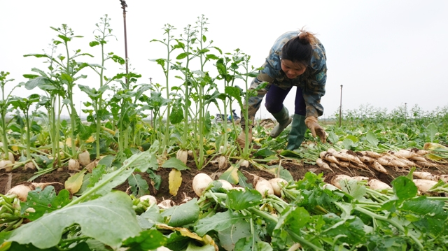 Không có chuyện người dân Mê Linh cần giải cứu nông sản