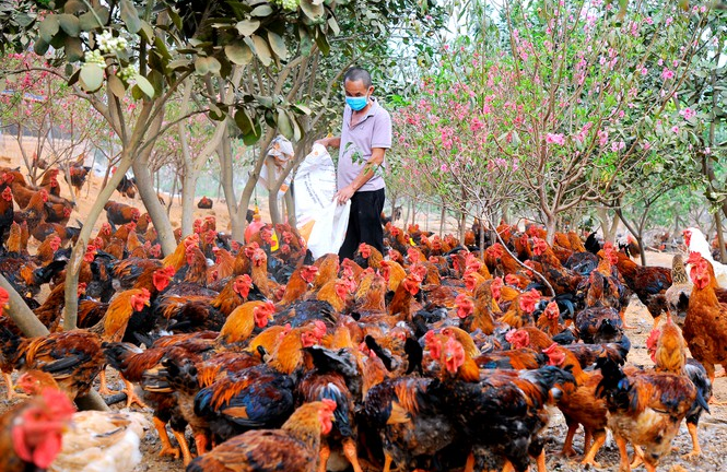 Nông dân Chí Linh 'méo mặt' nuôi hơn 700.000 con gà đồi khó tiêu thụ