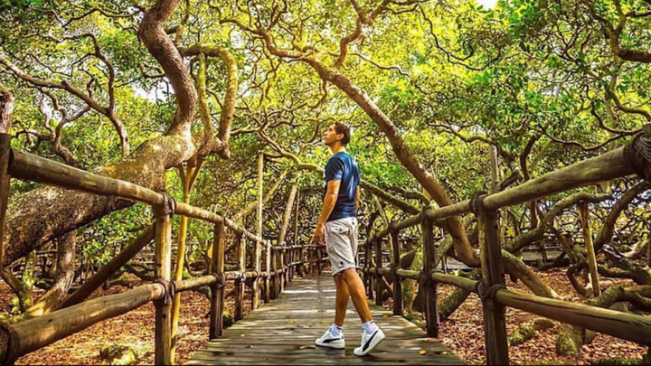 Video: Cây điều lớn nhất thế giới, tán trải rộng 2 ha