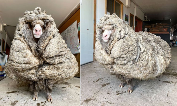 Video: Bộ lông nặng 35 kg của chú cừu hoang ở Australia