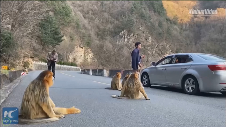 Video: Đàn khỉ vàng quý hiếm tràn xuống đường tìm thức ăn ở Trung Quốc