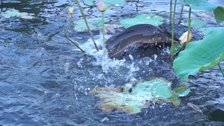 Video: Đàn cá phóng sinh có nhiều con dài nửa mét trong công viên ở TP.HCM