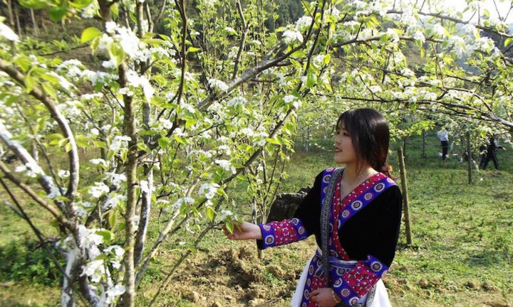 Video: Du khách thích thú ngắm hoa lê Bắc Hà trắng muốt