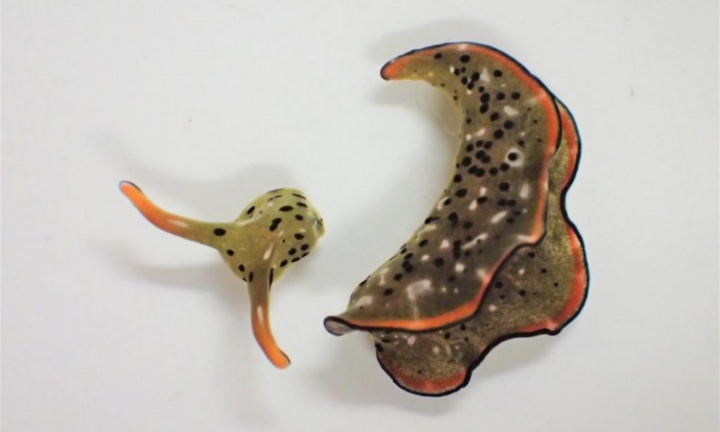 Kỳ quái sinh vật tự cắt đầu mình để tái sinh thành cơ thể mới