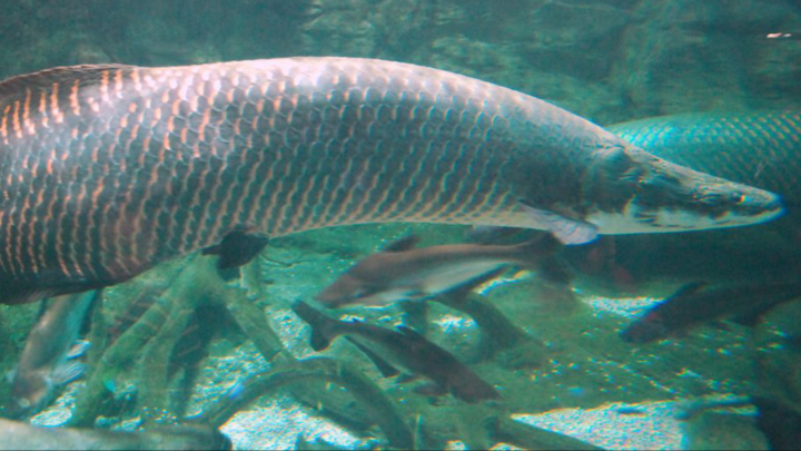 Video: Độc đáo cá hải tượng khổng lồ dài hơn 2 mét ở TP.HCM