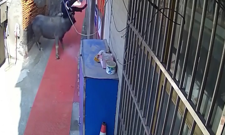 Video: Trâu điên chạy khỏi lò mổ, húc 2 người văng lên không trung