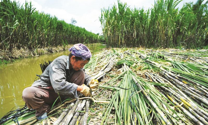  Có nên đầu tư cổ phiếu ngành mía đường?