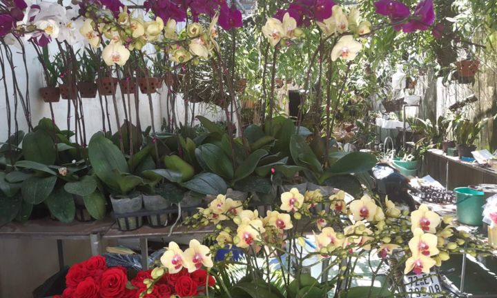 Hoa lan Kim Thành: Thương hiệu hoa 'nức tiếng' tại Bà Rịa- Vũng Tàu