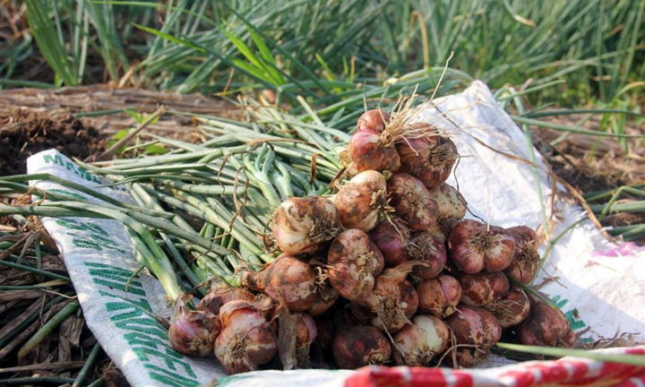 Bóc mẽ chiêu lừa biến tỏi Trung Quốc thành đặc sản Hải Dương