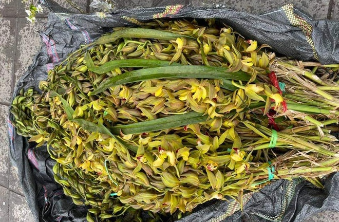 7.000 đồng một cành địa lan kiếm Trần Mộng