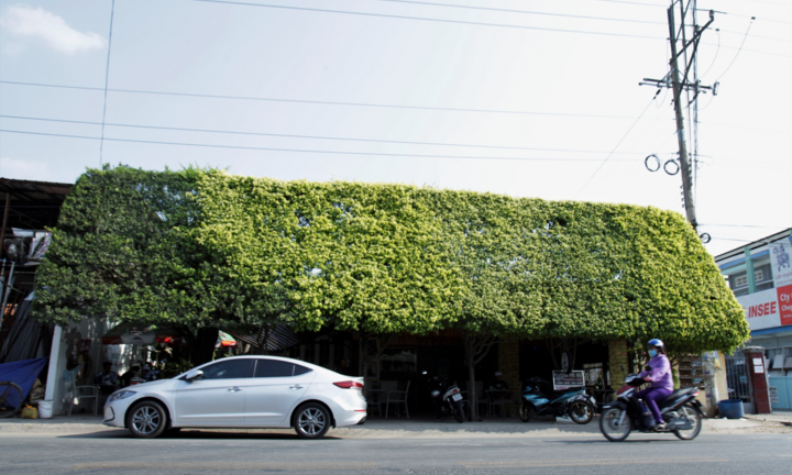 Quán cà phê tạo hình bằng cây si, không cần điều hoà vẫn mát rượi