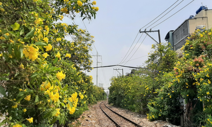 Ảnh: Hoa huỳnh liên vàng rực dưới nắng Sài Gòn