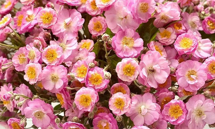 Khách đổ xô mua, hoa dại thôn quê đột ngột đắt hàng