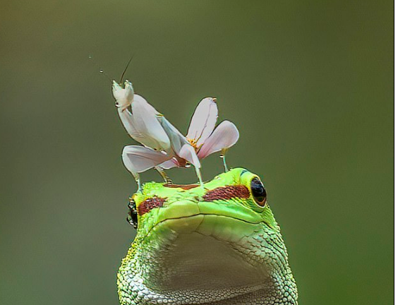 Bọ ngựa nhanh trí, trèo lên đầu tắc kè để tránh bị làm thịt