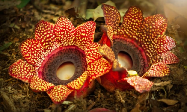 Loài thực vật 'cực đoan' lười vận động, chỉ thích ăn bám