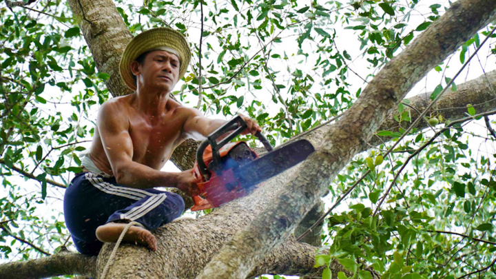 Video: Thót tim trước những pha đốn cây của 'Vua khỉ' miền Tây