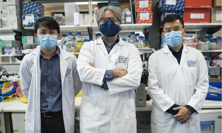 Công bố mô hình bào thai người đầu tiên được tạo nên từ tế bào da