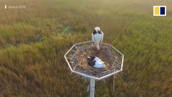 Video: Xây tổ chim nhân tạo cho cò trắng trên sông ở Trung Quốc