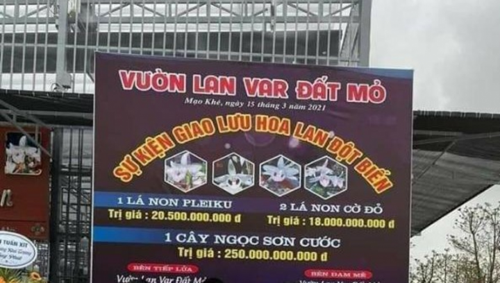 Làm rõ vụ mua bán lan đột biến hàng trăm tỷ đồng tại Quảng Ninh