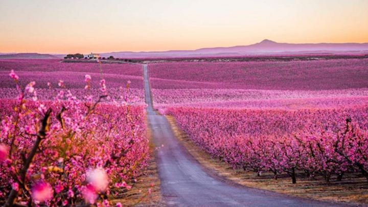 Video: Cánh đồng hoa anh đào nở rộ ở Tây Ban Nha