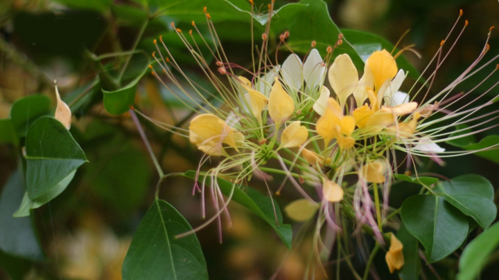 Ảnh: Mùa hoa bún nở rộ bên dòng sông Kiến Giang