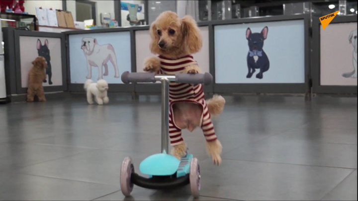 Video: Gặp chú chó poodle tự đi xe tay ga nổi tiếng trên mạng xã hội 