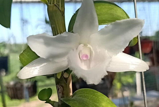 Nguy cơ 'vỡ bong bóng' các giao dịch lan đột biến tiền tỷ