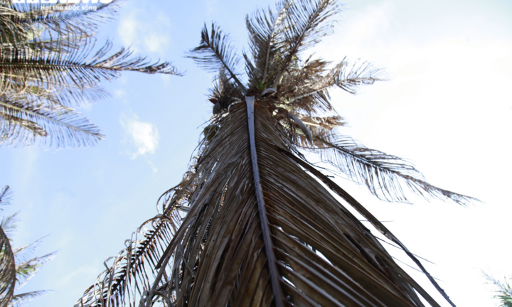 Ảnh: Sâu lạ tấn công thủ phủ dừa Bến Tre, nhiều nhà vườn tan hoang