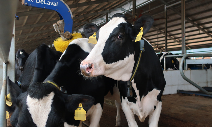 Vinamilk nhập khẩu hơn 2.100 bò sữa HF thuần chủng từ Mỹ về trang trại mới 