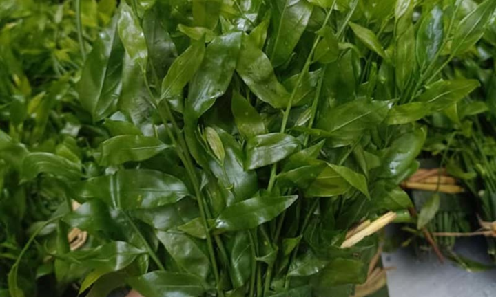 Món rau lạ trên rừng về Hà Nội, 200 nghìn/kg vẫn ‘cháy hàng’