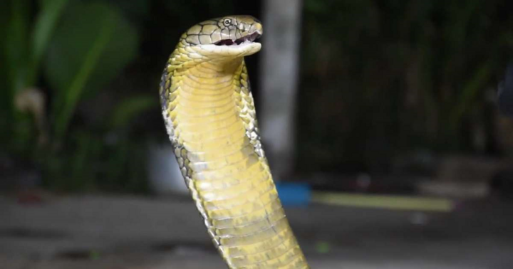 Cặp rắn hổ mang rủ nhau vào nhà dân giao phối, nổi điên khi bị bắt gặp