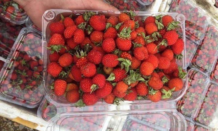  Người Hà Nội lùng mua quả rừng đắt đỏ