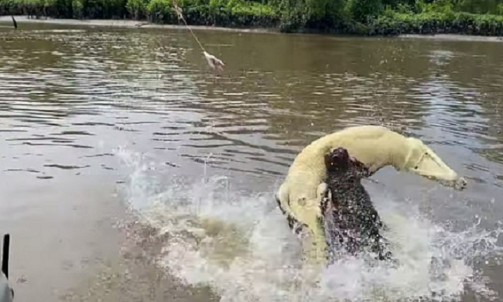 Cá sấu ngoạm ngang thân đồng loại để tranh mồi