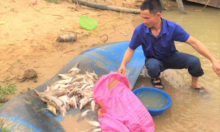Cá chết trắng trên sông ở Nghệ An: Các chỉ số không có dấu hiệu bất thường