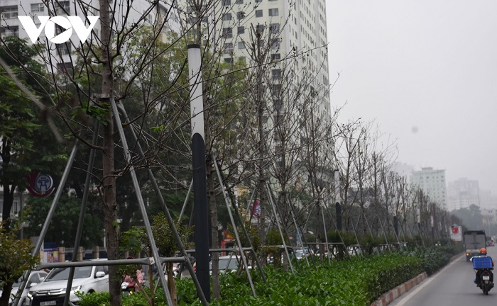 Cận cảnh hàng phong lá đỏ khô héo trên phố Hà Nội sắp bị thay thế