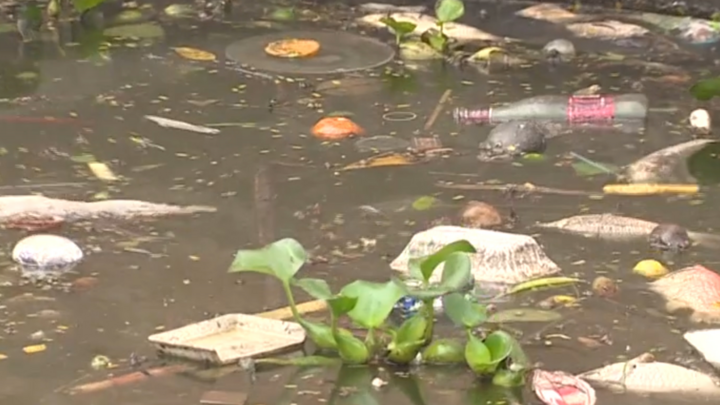 Video: Nước mặt Hồ Tây lại ô nhiễm