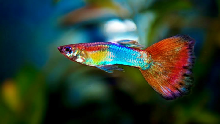 Video: Người đàn ông đắp ruộng nuôi cá bảy màu ở TP.HCM