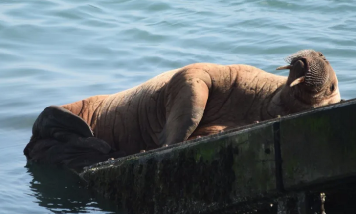 Hải mã trôi dạt từ Bắc Cực tới Ireland, quá giang tàu thủy để về nhà