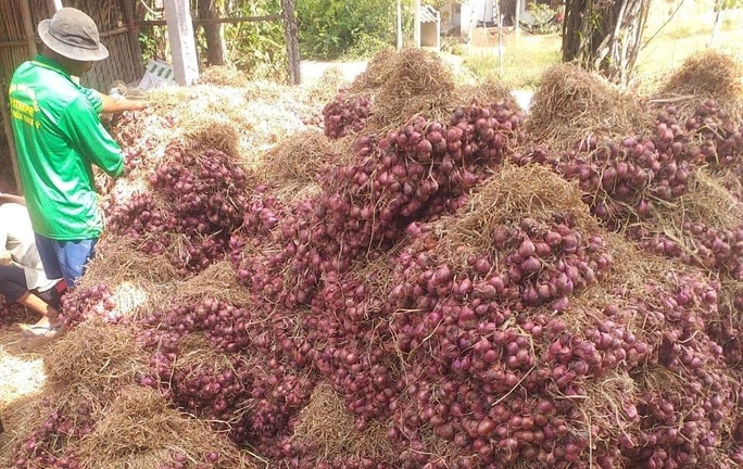 Giá hành tím khô rớt thảm, bán 1 kg không đủ mua bánh mì