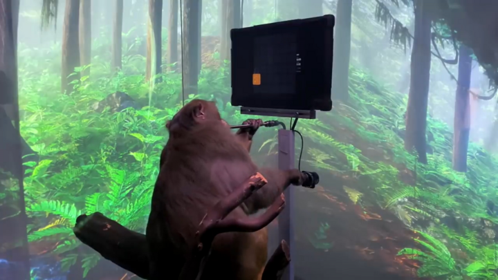 Video: Cấy chip vào não, khỉ chơi game như người