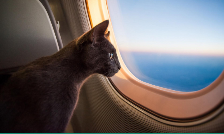 Làm thế nào để vận chuyển thú cưng ra nước ngoài an toàn mùa dịch?