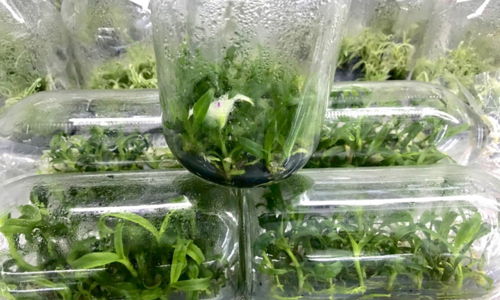 Lạ kỳ loại lan đột biến giá rẻ như rau